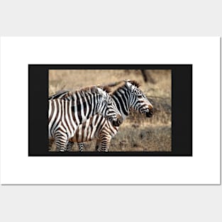 Plains Zebra, Serengeti National Park, Tanzania Posters and Art